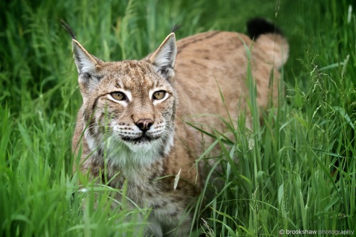 This Eurasian Lynx at WHF Big Cat Sanctuary has the most amazing eyes!