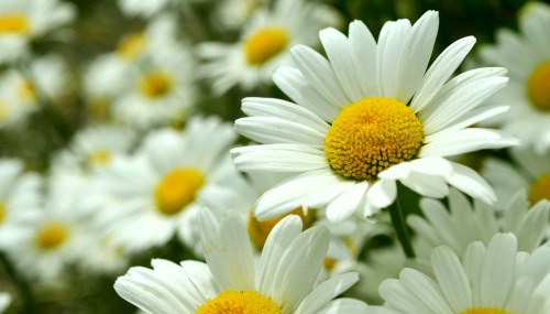 Type Of Flower (HC)