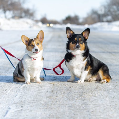 Luna & Duke, (8-m-o, 2-y-o), Pembroke Welsh corgis, Assinibone Park, Winnipeg. “Luna is happy, j