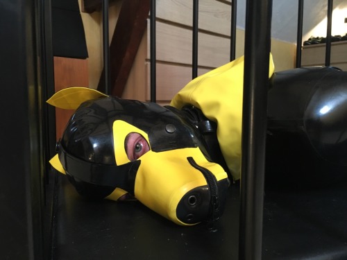 sonypup:  Cage afternoon for Sonypup !!! 