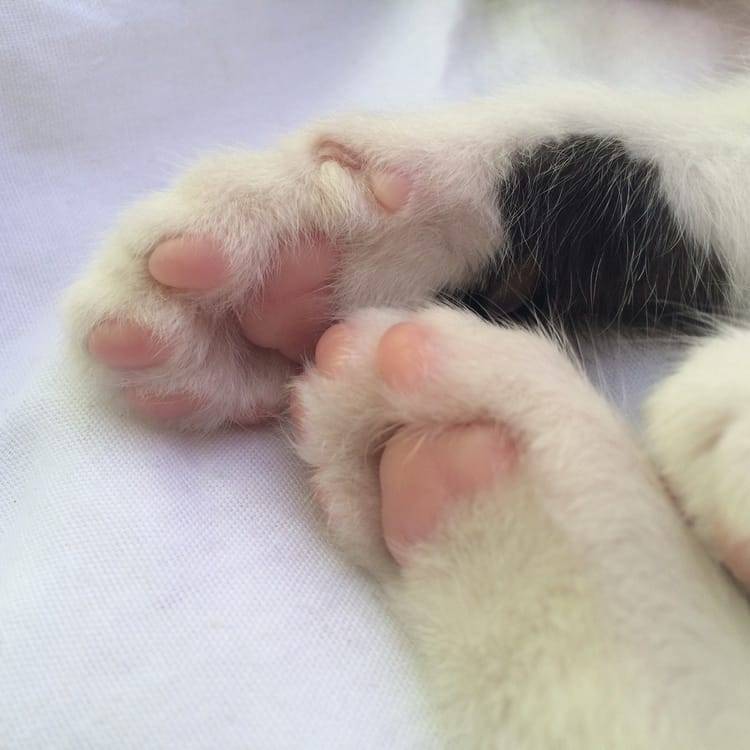 friendly-animals:  Follow me for more cute animals! (: