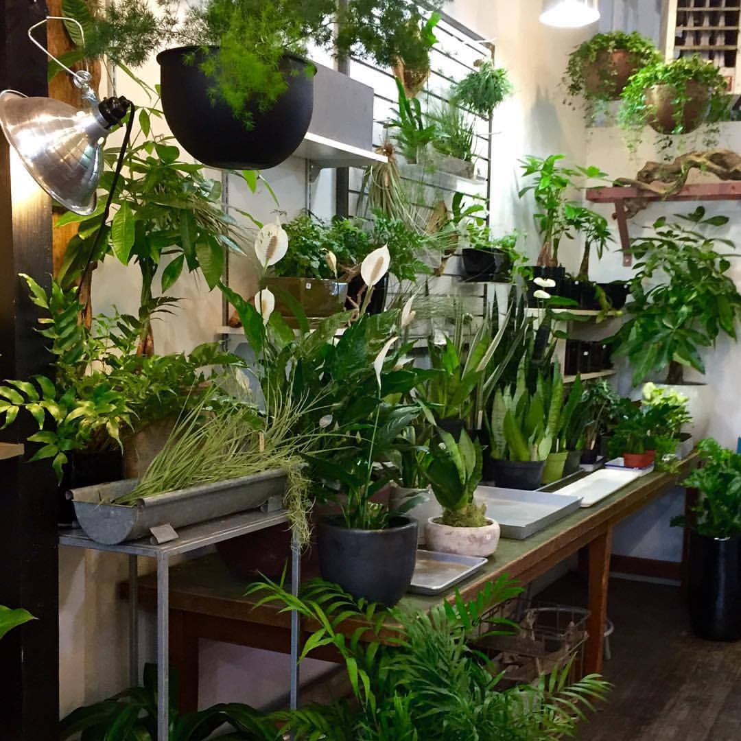jayro:  Lovely plant store in trendy Ballard neighborhood of Seattle, ‘The Palm