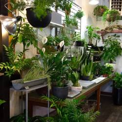 jayro:  Lovely plant store in trendy Ballard