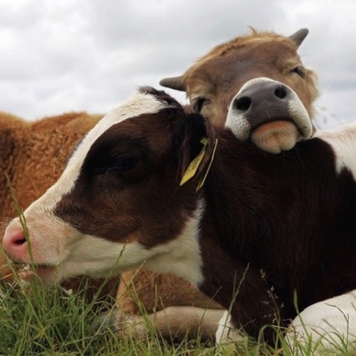 lovelolla:Cows are so smart and loving ♥have you hugged a cow today?
