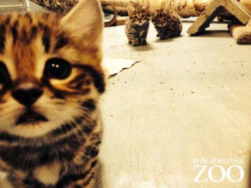 dreamyoswin:zooborns:Philly Zoo’s First Ever Black-footed Cat Kittens are Thriving!Philadelphia Zoo’