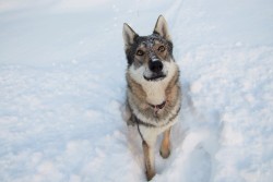 handsome dogs for you in these trying times