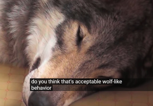 tragedycamp:oh to be a wolf lying in the breakfast nook