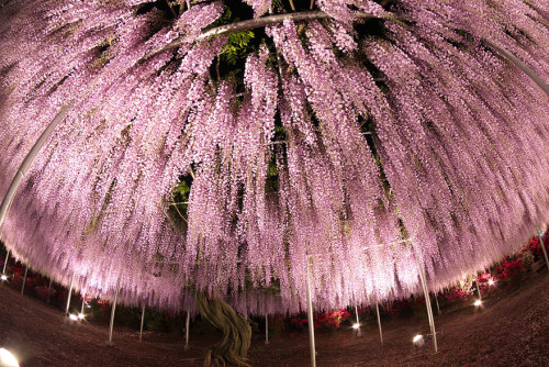 littlelimpstiff14u2:    This 144-Year-Old Wisteria In Japan Looks Like A Pink Sky   These stunning photographs, which look like a glorious late evening sky with dashes of pink and purple, are actually pictures of Japan’s largest wisteria (or wistaria,