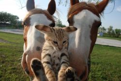 equine-ess:  THE EARS AWW