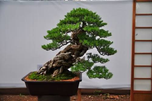 fujiwara57:  Bonsai 盆栽. 