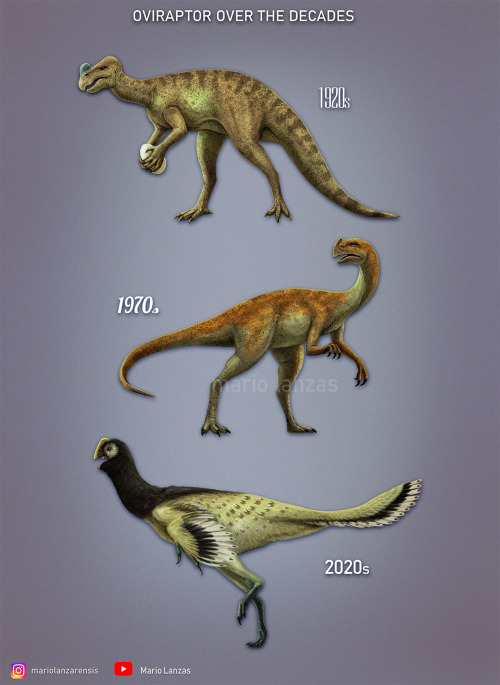 mariolanzas:OVIRAPTOR OVER THE DECADESHow our perception of dinosaurs and other prehistoric animals 
