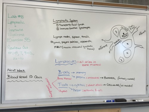i-heart-anatomy-and-physiology:Whiteboard notes from class- lab#8awwwwwwwwwwwww