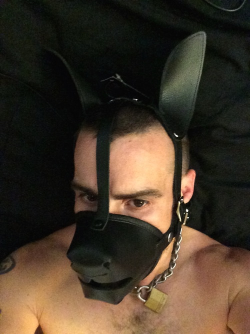 Porn Pics slavepupboy:  #puppyplay #humanpup #dogslave