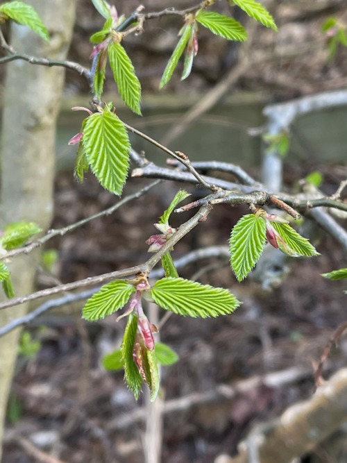 #365daysofbiking Thick and fast now:
Tuesday March 23rd 2021 – Up on the Hortonwood cycleway in Telford, the signs of a new growth year are everywhere coming thick and fast now, and one of my favourites is just emerging: The hornbeam...