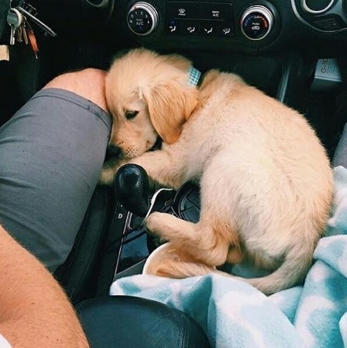 babydogdoo: The dogs love the car