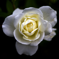 blooms-and-shrooms:  White Flower by kb_vaidya on Flickr.