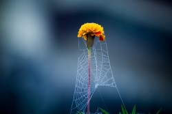 superbnature:  Netted flower by yowannerthigan http://ift.tt/1n5YiM5