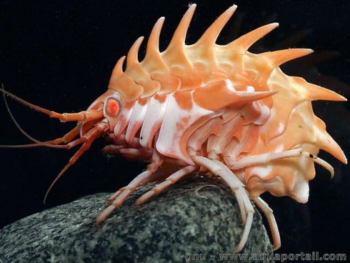 bogleech:deep sea amphipods are another of those animals where you look at them like “uhhh yea