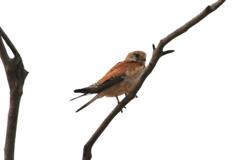 One of many kestrels I found on camp