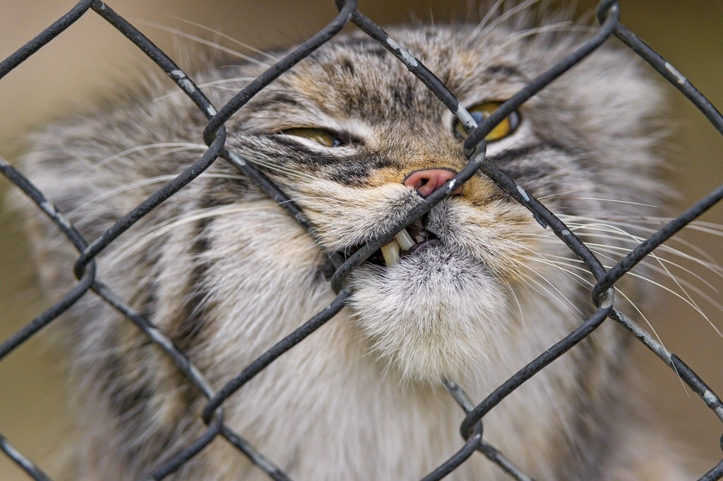 catsuggest:  I’m literally begging you to look at the manul cat at least once because