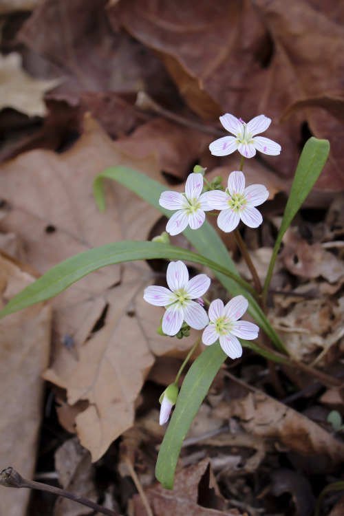 April 15   2015   Such a beautiful sign of spring !  The ledge garden floor