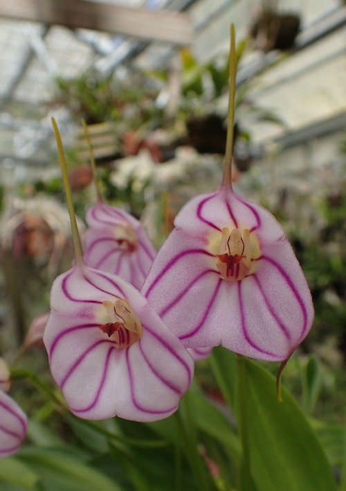 orchid-a-day:    Masdevallia rimarima-alba