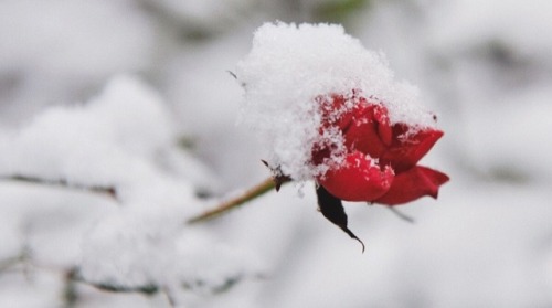 evgeniaxmoon: Zhenya’s Anna Karenina FP aesthetic