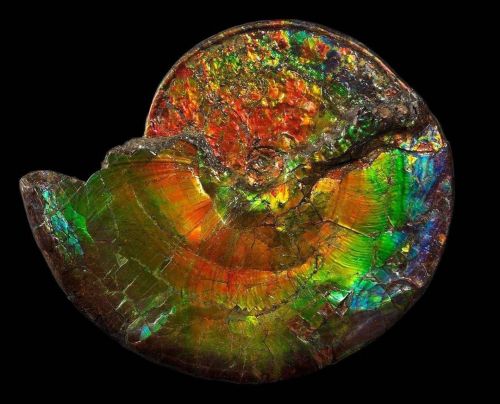 amnhnyc: Behold, this iridescent ammonite fossil from the Museum’s Grand Gallery! The vibrant colors