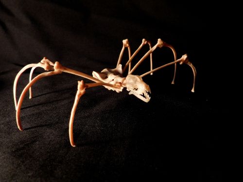 forgottenboneyard: Small spider made of mink bones and a Javan Mastiff Bat skull. Find it in my shop