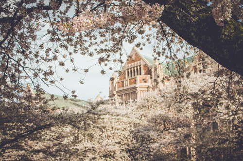 Cherry Blossoms at University of Washington - Seattle, Washington