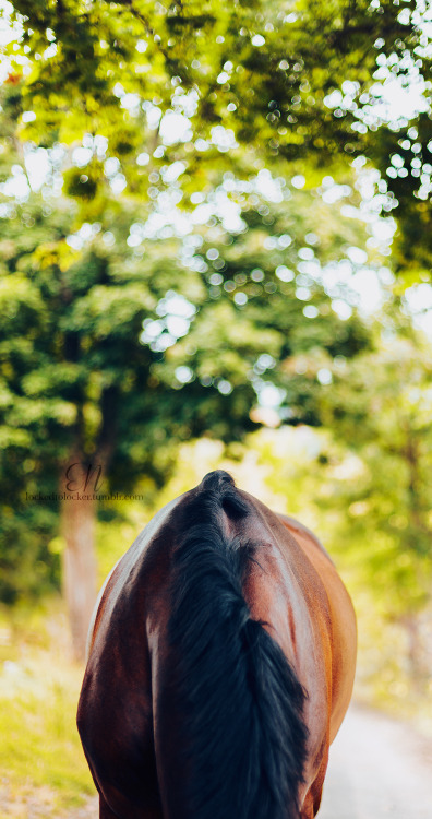 equestrian photo