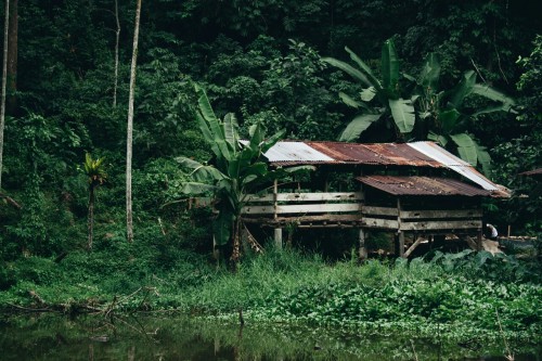 theadventurechild: Jungle/tropical blog ❁❁ tropical blog, following back everyone  ❁❁