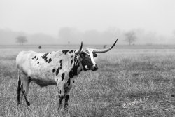 Photographyissketch: Longhorn Fine Art Photography Black And White Texas Landscape