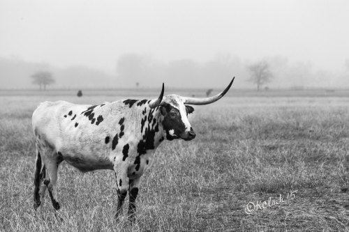 photographyissketch: Longhorn Fine Art Photography porn pictures