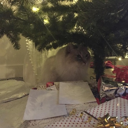 Christmas Is Fun When You're Not Really Allowed To Play With The Presents... Or The Tree.. Or The Ornaments..