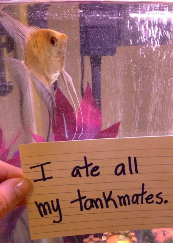 azaraampora:  modestdemidov:  robinistall:  fish shaming [x]  jesus christ i’ve