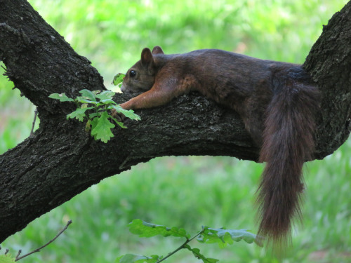 Among the wildlife in the zoo there are the restless squirrels. This is the first time I see a squir