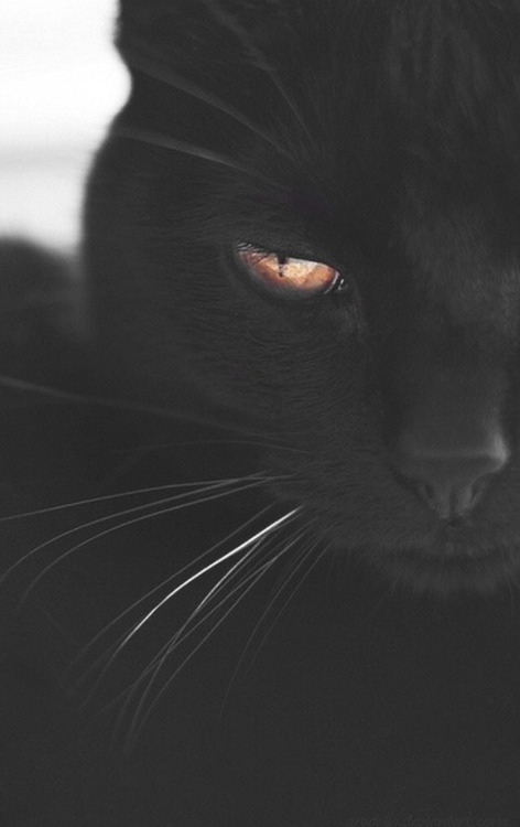 linxspiration - The Dark Feline?