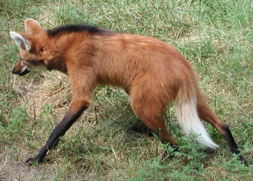 Porn photo deermary:  The Maned Wolf (Chrysocyon brachyurus