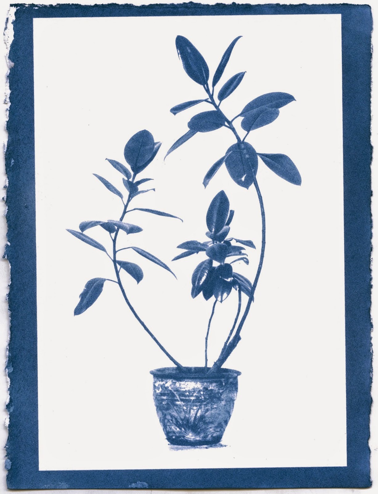 mustiest:  Cyanotypes I made of potted plants in the art building