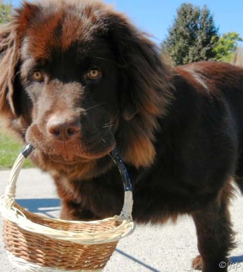 thecutestofthecute:  Newfies are really just big fluffy bears. 