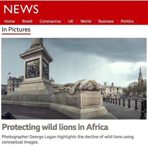 funnywildlife:Lion: Pride Before the Fall by #wildographer & conservationist @georgeloganphoto i