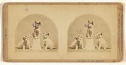 providencepubliclibrary:  Unfortunately someone decided the middle cat should take up smoking. P. Soule, photographer (American, 1827 - 1904), “Cat-a-line on the Rostrum.”, American, 1871, Albumen silver print, 84.XC.873.8839.   - image courtesy