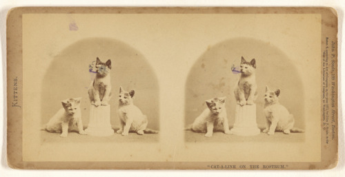 providencepubliclibrary: Someone decided the middle cat should take up smoking.John P. Soule, photog