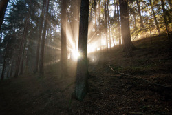 ponderation: Enchanted Forest by Martin Peintner   Photographer’s   Facebook | 500PX   