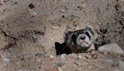 rhamphotheca: Black-footed ferrets from Cheyenne Mountain Zoo begin life in the Colorado wild by Mat