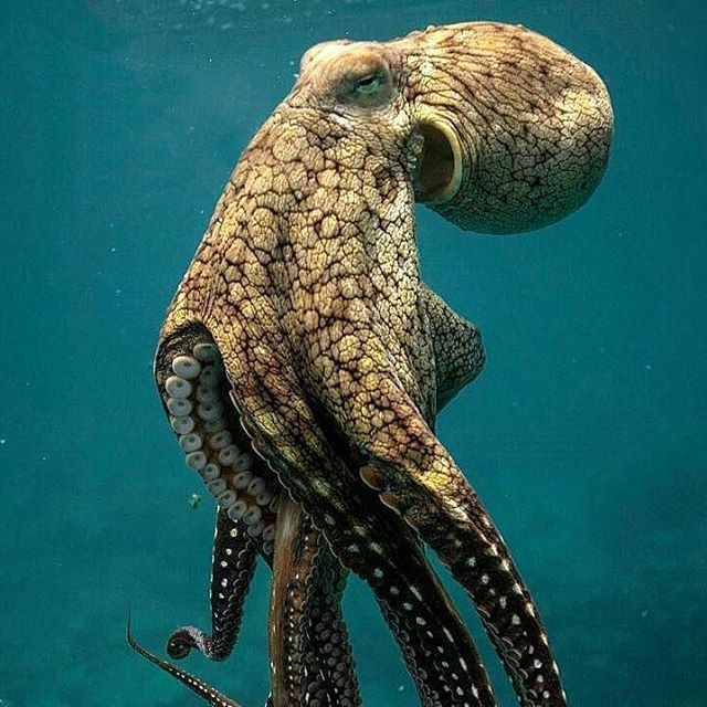 the-sea-my-soul:These creatures fascinate me🐙