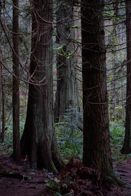 giantsgabriola island, bc