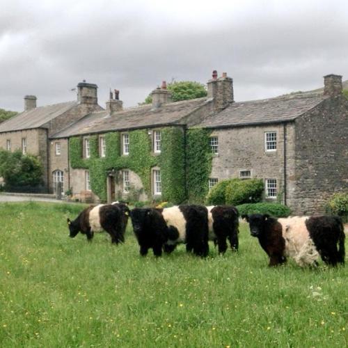 marxferatu: pagewoman: Belted Galloway Bullocks on Village Green, Arncliffe, Littondale, Yorkshire D