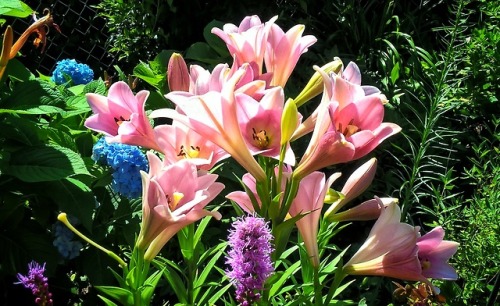 shelovesplants:Pink Trumpet Lilies Loving the sweet sunshine☀